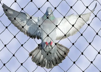 Pigeon Safety Net