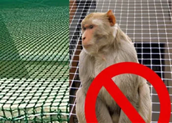 Monkey Safety Net In Patna